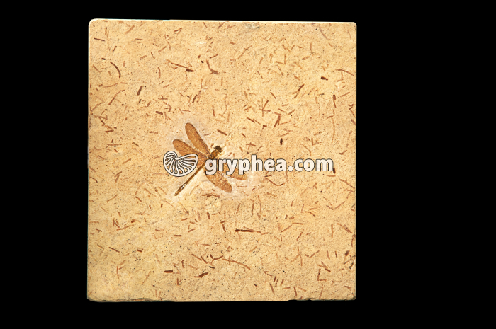 Insecte fossile (Libellule, Albien-Aptien, Brésil) - gryphea.org